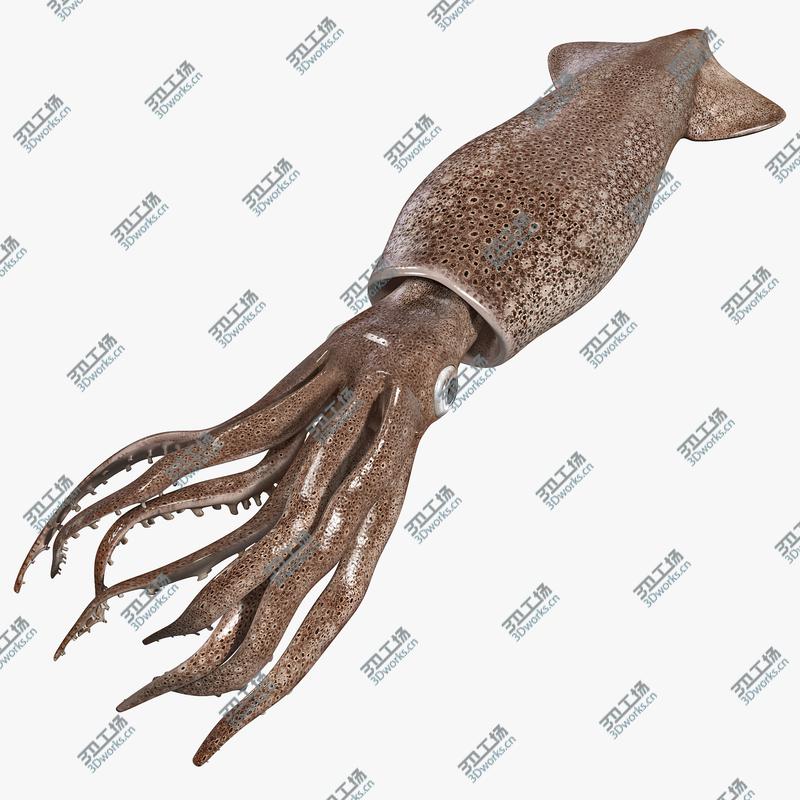 images/goods_img/202105073/Fresh Squid/1.jpg